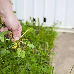 pulling weeds